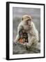 A Barbary Macaque Baby Feeding in the Arms of the Mother-Joe Petersburger-Framed Photographic Print