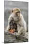 A Barbary Macaque Baby Feeding in the Arms of the Mother-Joe Petersburger-Mounted Photographic Print