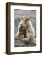 A Barbary Macaque Baby Feeding in the Arms of the Mother-Joe Petersburger-Framed Photographic Print