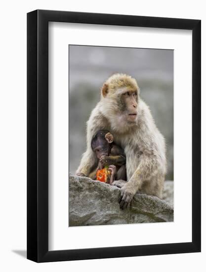 A Barbary Macaque Baby Feeding in the Arms of the Mother-Joe Petersburger-Framed Photographic Print