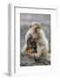 A Barbary Macaque Baby Feeding in the Arms of the Mother-Joe Petersburger-Framed Photographic Print