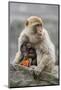 A Barbary Macaque Baby Feeding in the Arms of the Mother-Joe Petersburger-Mounted Photographic Print