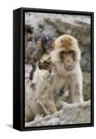 A Barbary Macaque Baby on the Back of the Mother Animal-Joe Petersburger-Framed Stretched Canvas