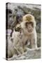 A Barbary Macaque Baby on the Back of the Mother Animal-Joe Petersburger-Stretched Canvas