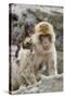 A Barbary Macaque Baby on the Back of the Mother Animal-Joe Petersburger-Stretched Canvas