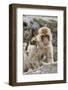 A Barbary Macaque Baby on the Back of the Mother Animal-Joe Petersburger-Framed Photographic Print