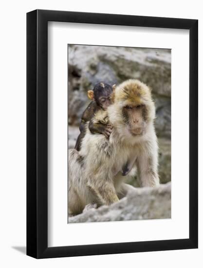 A Barbary Macaque Baby on the Back of the Mother Animal-Joe Petersburger-Framed Photographic Print
