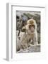 A Barbary Macaque Baby on the Back of the Mother Animal-Joe Petersburger-Framed Photographic Print