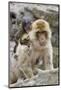 A Barbary Macaque Baby on the Back of the Mother Animal-Joe Petersburger-Mounted Photographic Print