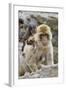 A Barbary Macaque Baby on the Back of the Mother Animal-Joe Petersburger-Framed Photographic Print