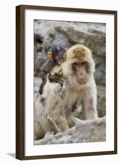 A Barbary Macaque Baby on the Back of the Mother Animal-Joe Petersburger-Framed Photographic Print