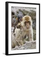 A Barbary Macaque Baby on the Back of the Mother Animal-Joe Petersburger-Framed Photographic Print