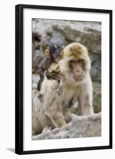 A Barbary Macaque Baby on the Back of the Mother Animal-Joe Petersburger-Framed Photographic Print