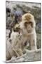 A Barbary Macaque Baby on the Back of the Mother Animal-Joe Petersburger-Mounted Photographic Print
