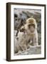 A Barbary Macaque Baby on the Back of the Mother Animal-Joe Petersburger-Framed Photographic Print