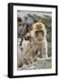 A Barbary Macaque Baby on the Back of the Mother Animal-Joe Petersburger-Framed Photographic Print