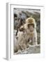 A Barbary Macaque Baby on the Back of the Mother Animal-Joe Petersburger-Framed Photographic Print