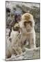 A Barbary Macaque Baby on the Back of the Mother Animal-Joe Petersburger-Mounted Photographic Print