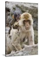 A Barbary Macaque Baby on the Back of the Mother Animal-Joe Petersburger-Stretched Canvas