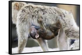 A Barbary Macaque Baby Sucking Milk by Hanging on the Walking Mother-Joe Petersburger-Framed Stretched Canvas