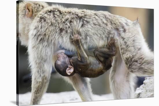 A Barbary Macaque Baby Sucking Milk by Hanging on the Walking Mother-Joe Petersburger-Stretched Canvas