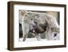 A Barbary Macaque Baby Sucking Milk by Hanging on the Walking Mother-Joe Petersburger-Framed Photographic Print