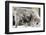 A Barbary Macaque Baby Sucking Milk by Hanging on the Walking Mother-Joe Petersburger-Framed Photographic Print