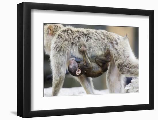 A Barbary Macaque Baby Sucking Milk by Hanging on the Walking Mother-Joe Petersburger-Framed Photographic Print