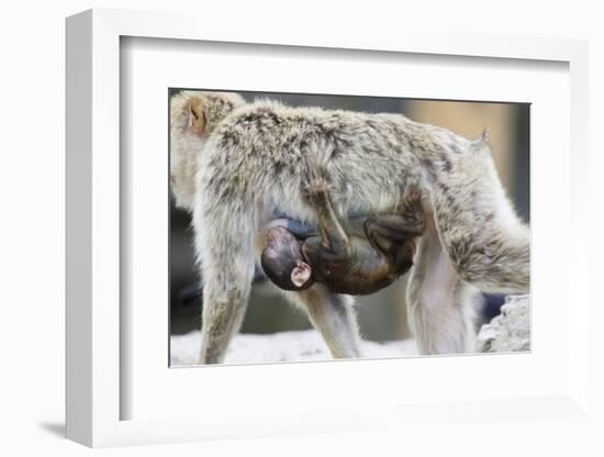 A Barbary Macaque Baby Sucking Milk by Hanging on the Walking Mother-Joe Petersburger-Framed Photographic Print