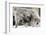 A Barbary Macaque Baby Sucking Milk by Hanging on the Walking Mother-Joe Petersburger-Framed Photographic Print