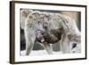 A Barbary Macaque Baby Sucking Milk by Hanging on the Walking Mother-Joe Petersburger-Framed Photographic Print