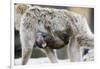 A Barbary Macaque Baby Sucking Milk by Hanging on the Walking Mother-Joe Petersburger-Framed Photographic Print