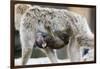 A Barbary Macaque Baby Sucking Milk by Hanging on the Walking Mother-Joe Petersburger-Framed Photographic Print