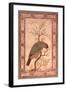 A Barbet (Himalayan Blue-Throated Bird) Jahangir Period, Mughal, 1615-Ustad Mansur-Framed Giclee Print