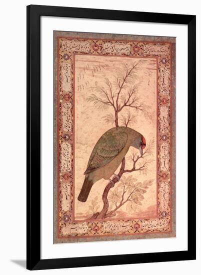 A Barbet (Himalayan Blue-Throated Bird) Jahangir Period, Mughal, 1615-Ustad Mansur-Framed Giclee Print