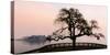 A bare tree at sunset next to Lake Maggiore with Isola Bella in the background, one of Borromeo Isl-Alexandre Rotenberg-Stretched Canvas