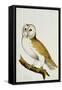 A Barn Owl, Part of an Album of Watercolours of Birds and their Eggs, C. 1800-null-Framed Stretched Canvas