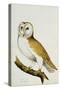 A Barn Owl, Part of an Album of Watercolours of Birds and their Eggs, C. 1800-null-Stretched Canvas