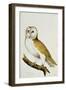 A Barn Owl, Part of an Album of Watercolours of Birds and their Eggs, C. 1800-null-Framed Giclee Print