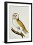 A Barn Owl, Part of an Album of Watercolours of Birds and their Eggs, C. 1800-null-Framed Giclee Print