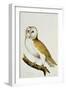 A Barn Owl, Part of an Album of Watercolours of Birds and their Eggs, C. 1800-null-Framed Giclee Print