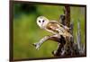 A Barn Owl (Tyto Alba) Perching-Richard Wright-Framed Photographic Print