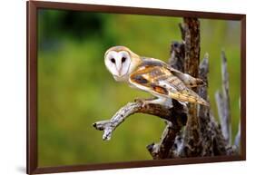 A Barn Owl (Tyto Alba) Perching-Richard Wright-Framed Photographic Print