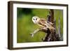 A Barn Owl (Tyto Alba) Perching-Richard Wright-Framed Photographic Print