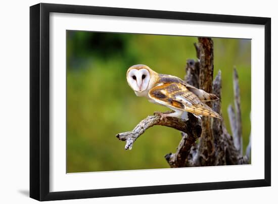 A Barn Owl (Tyto Alba) Perching-Richard Wright-Framed Photographic Print