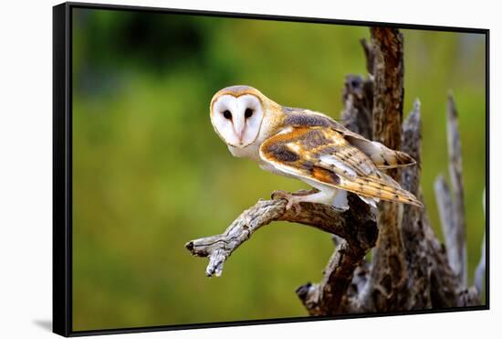 A Barn Owl (Tyto Alba) Perching-Richard Wright-Framed Stretched Canvas