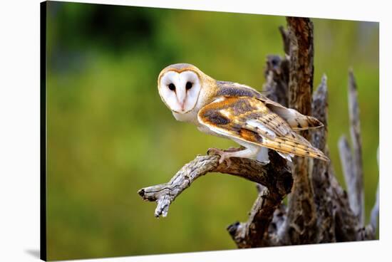 A Barn Owl (Tyto Alba) Perching-Richard Wright-Stretched Canvas