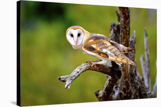 A Barn Owl (Tyto Alba) Perching-Richard Wright-Stretched Canvas
