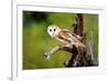 A Barn Owl (Tyto Alba) Perching-Richard Wright-Framed Premium Photographic Print