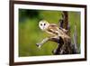 A Barn Owl (Tyto Alba) Perching-Richard Wright-Framed Premium Photographic Print